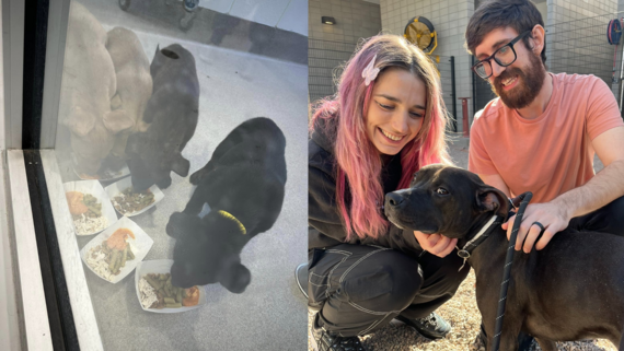 Turkey Tasters, Thanksgiving Feast