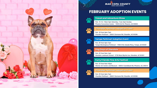 Feb Adoptions