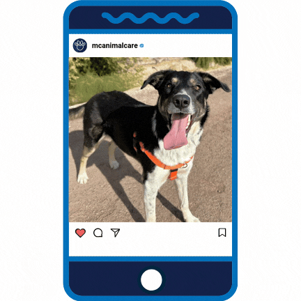 Puppy Love _Santiago