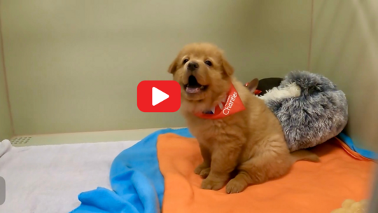 Everyday Adoption Center