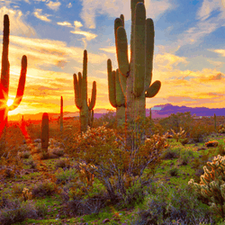 Frame Work 2040 animation