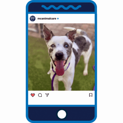 Puppy Love Beethoven