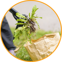 weeds being removed and placed into paper bag