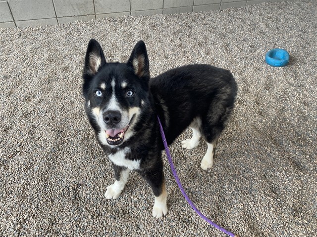 Pet Adoption Spotlight