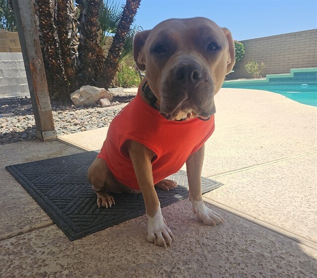 Pet Adoption Spotlight -Rita