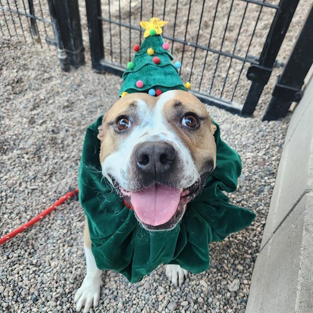 Pet Adoption Spotlight