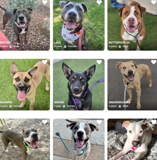 Learn more about the Friends of Animal Care and Control program!