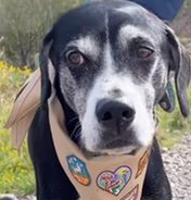 Rocko: black and white spotted dog