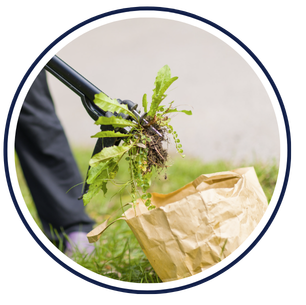 photo of weeds being pulled and placed in paper bag