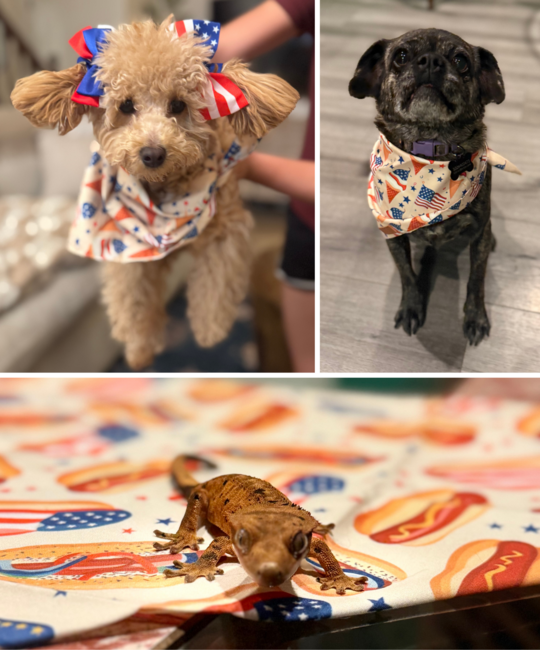 Enter your pet in our Patriotic Pets campaign!