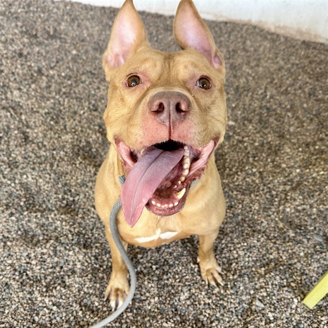 Dog