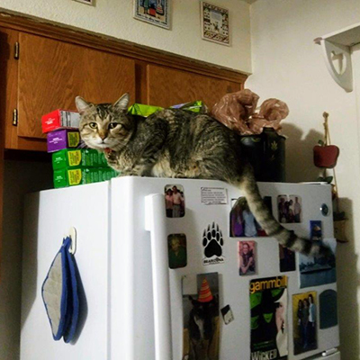 Olaf on Refrigerator