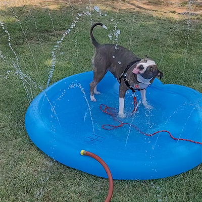 Dog in Water Fountain