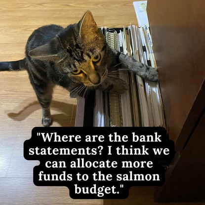 currents caption cat