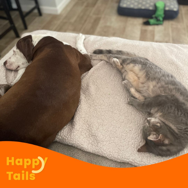 happy tails1