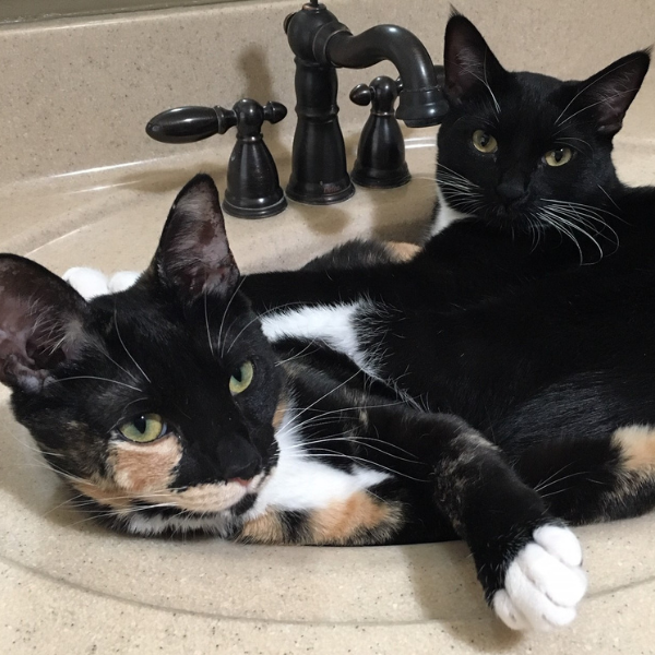 cats in sink