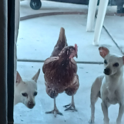 dogs and chicken