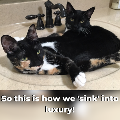 cats in sink caption