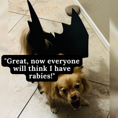 bat dog