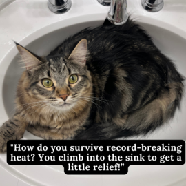 cat in sink