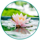 lotus flower relaxation spa chair massage promotional image