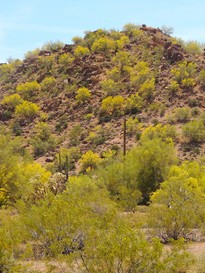 foothill palo verdes
