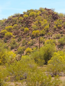 foothill palo verdes