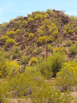 foothill palo verdes