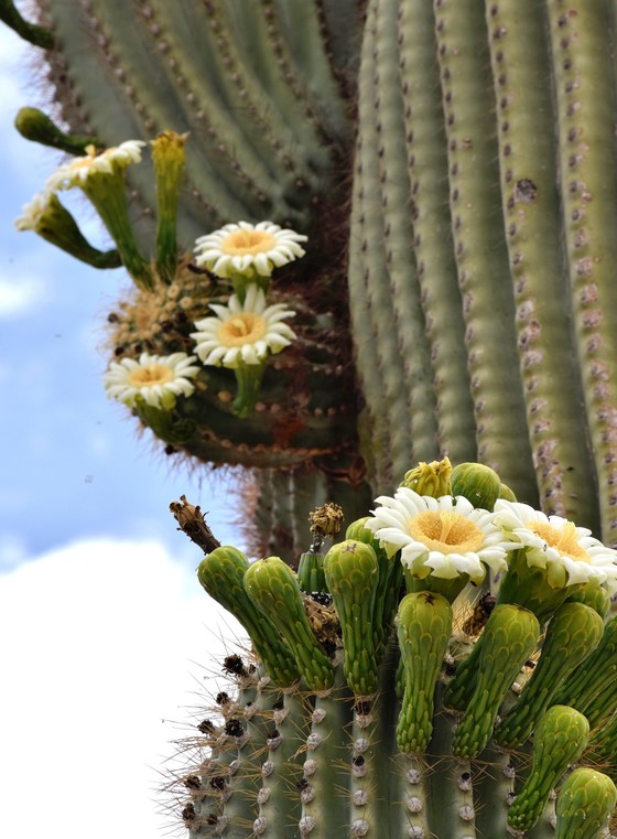 Saguaro in bloom