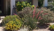 Front Yard Xeriscape