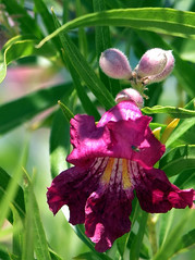 Desert Willow