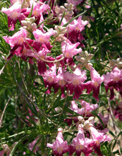 desert willow tree