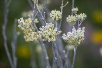 Desert Milkweed