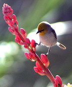 Hesperaloe with Verdin