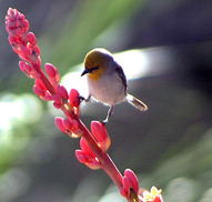 Hesperaloe with Verdin