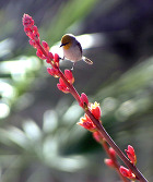 Hesperaloe with Verdin