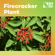 WPIW Firecracker Plant