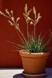 Hesperaloe in pot