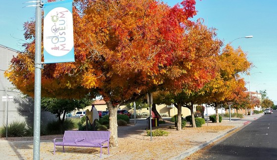 Pistache in front of i.d.e.a. museum