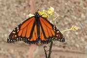 Monarch on Milkweed