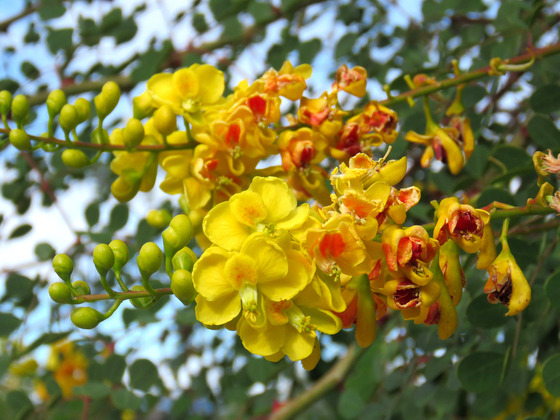 Cascalote flower