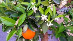 Orange Tree