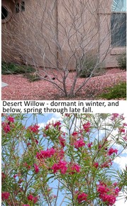 Dormant desert willow