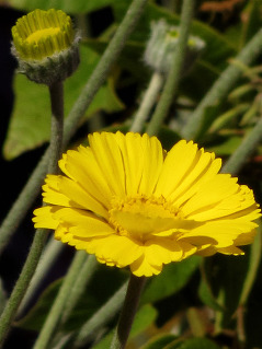 Desert Marigold