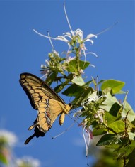 Swallowtail on Orchid