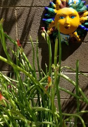 Pedilanthus Slipper Flower