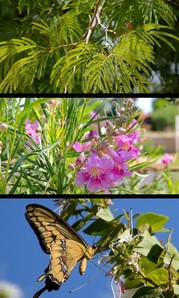 shade color & wildlife