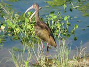 White ibis