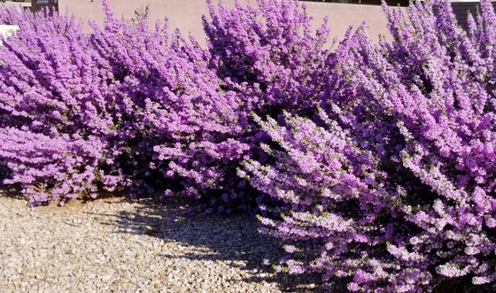 Sage bushes blooming after rain