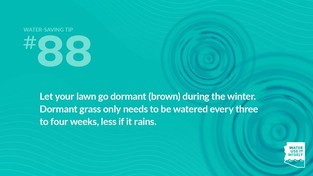 WUIW Tip on overseeding